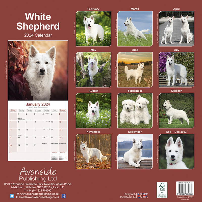 White Shepherd Calendar 2024 (Square) Dogs Naturally